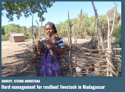 Herd management for resilient livestock in Madagascar